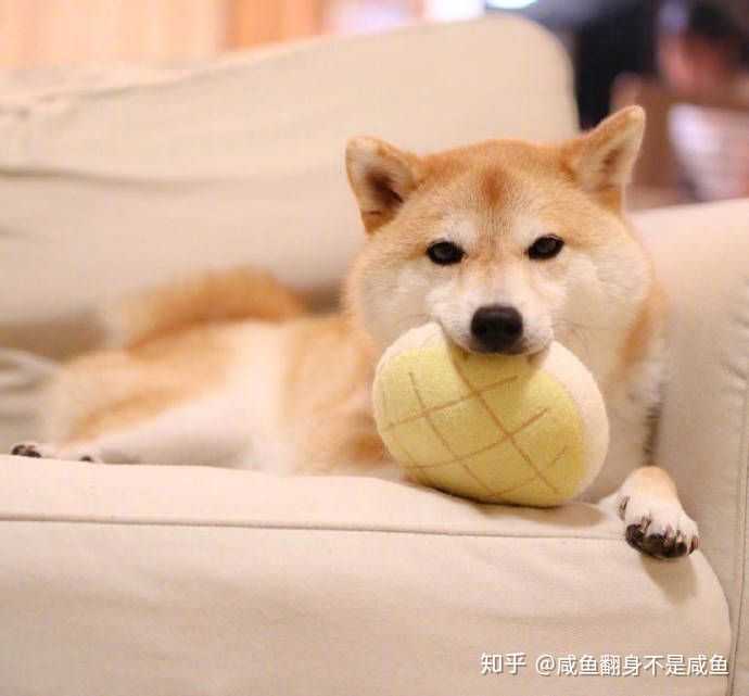 有什么猫狗的情侣头像?