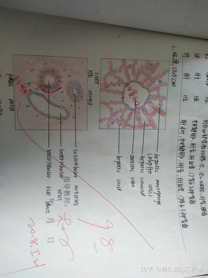 高倍镜下肝小叶和门管区红蓝铅笔手绘图?图片