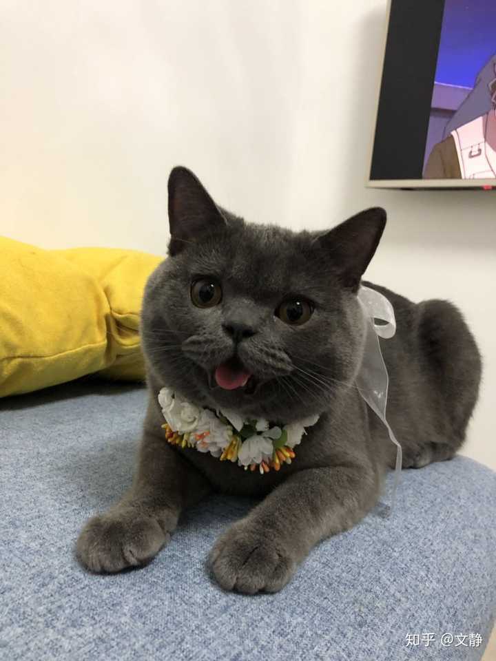 请问大家英短蓝猫在国内是什么价格?
