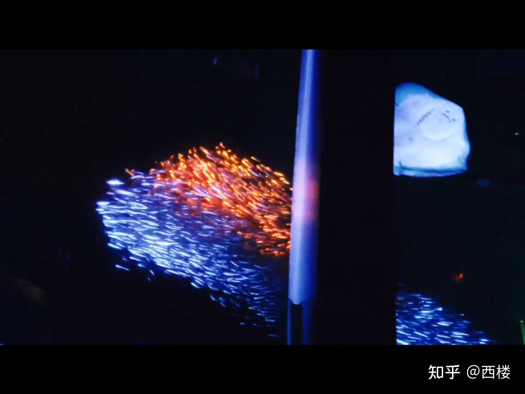 刚刚看完了yorushika的前世live