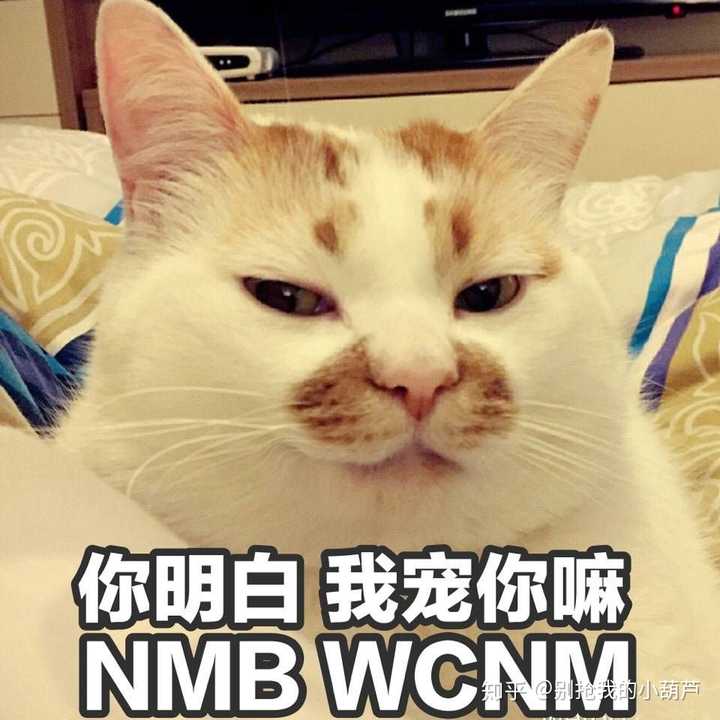 你们有没有珍藏着的猫咪表情包?