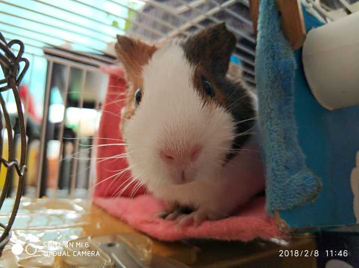 兔子,荷兰猪与仓鼠的蜥蜴比较?犰狳智商难养图片