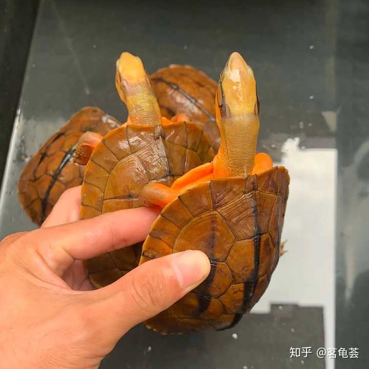 金钱龟主要吃什么食物?吃肉和蔬菜吗?