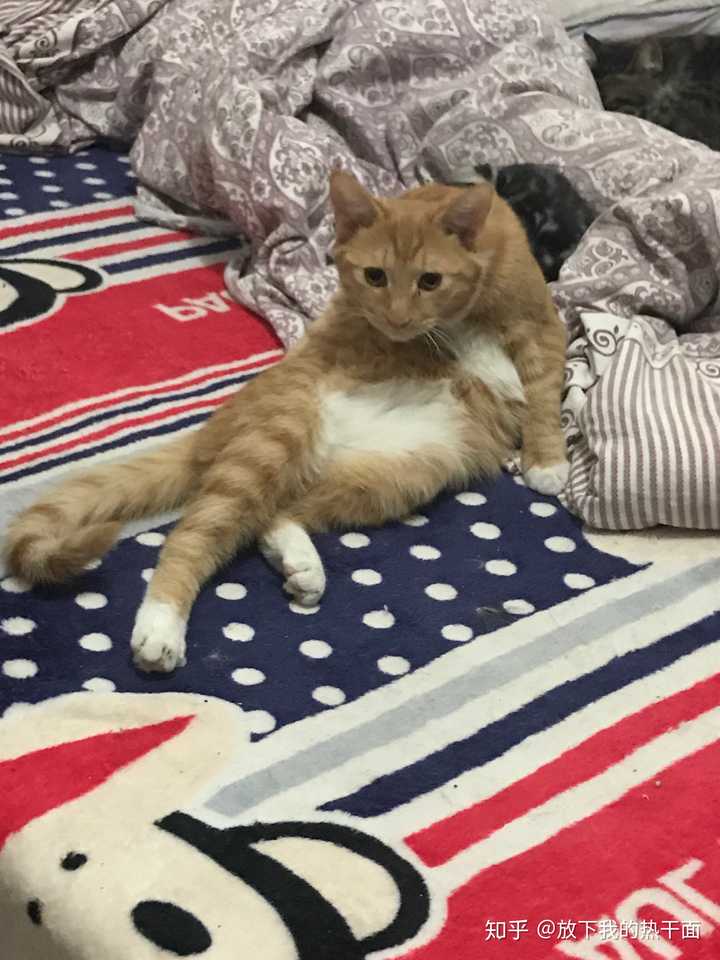 怎样才可以有一只橘猫