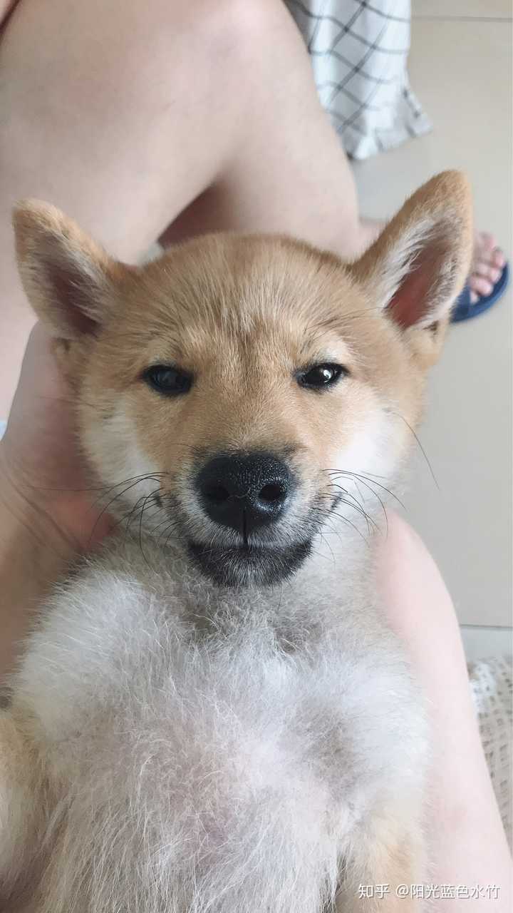 养柴犬是种怎样的体验