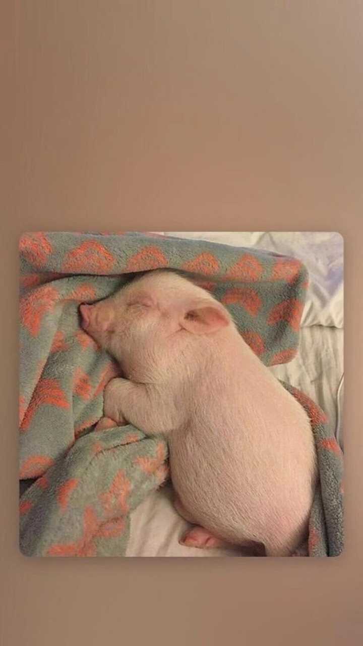 有没有可爱猪猪的图片?