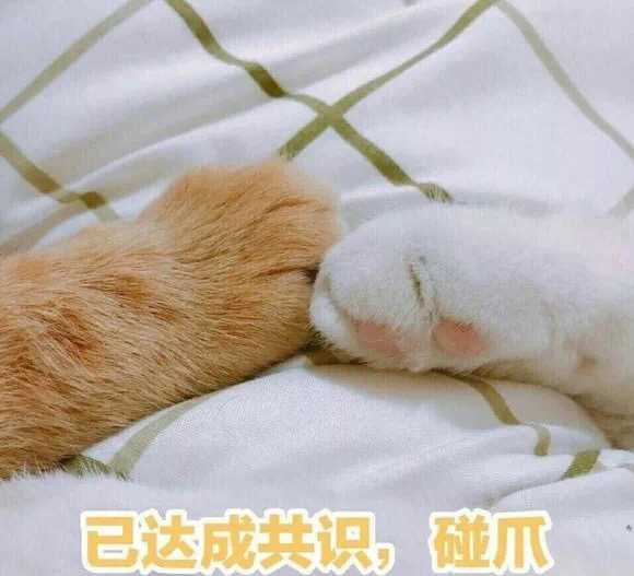 有哪些可爱的动物表情包?