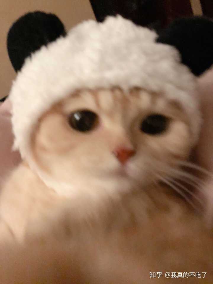 求图来了 有没有敲可爱的猫咪头像?