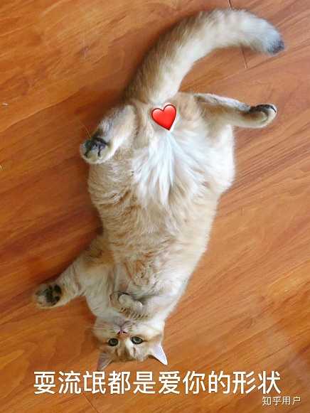 戳完猫蛋蛋是什么感觉?猫又是什么感觉?