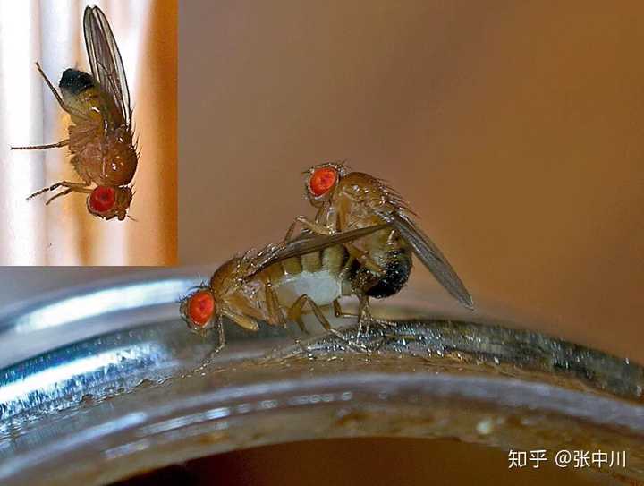 果蝇,嗯…多少生物狗,自己单身,天天等着实验室里的果蝇配对