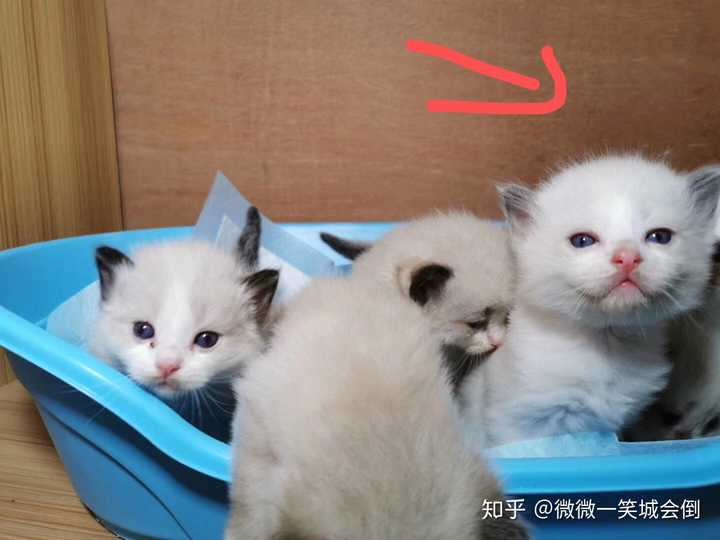 我这小布偶三个月了脸上没有面具,以后还会有吗?