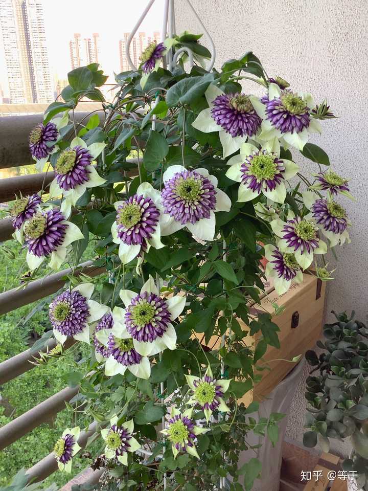 铁线莲—戴纽特