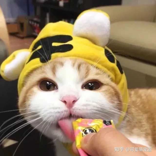 有哪些可爱的萌宠头像?