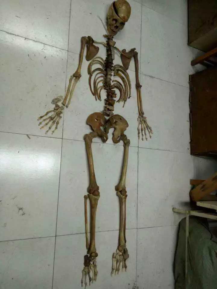 标本室里的骨头真的可以拼成一个人