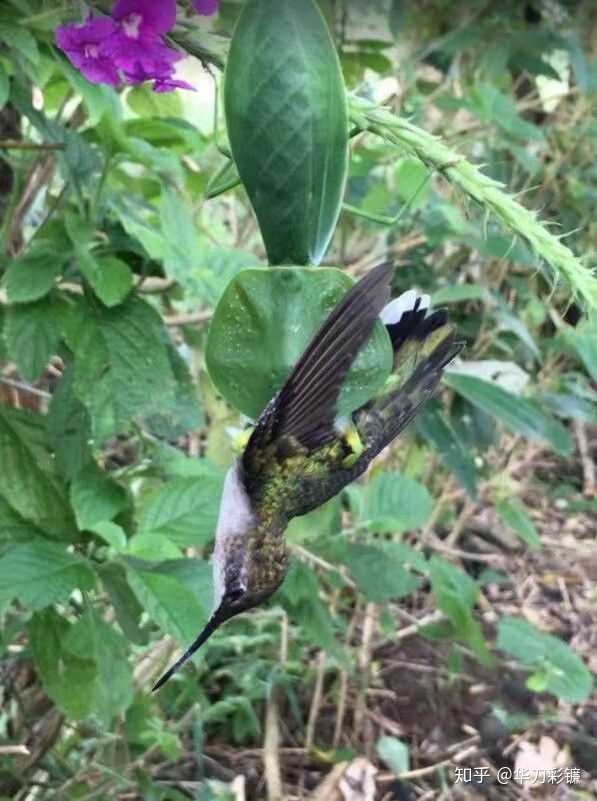 秘鲁叶背吔蜂鸟 看到这里你应该已经知道螳螂的战斗力水平了,那么螳螂