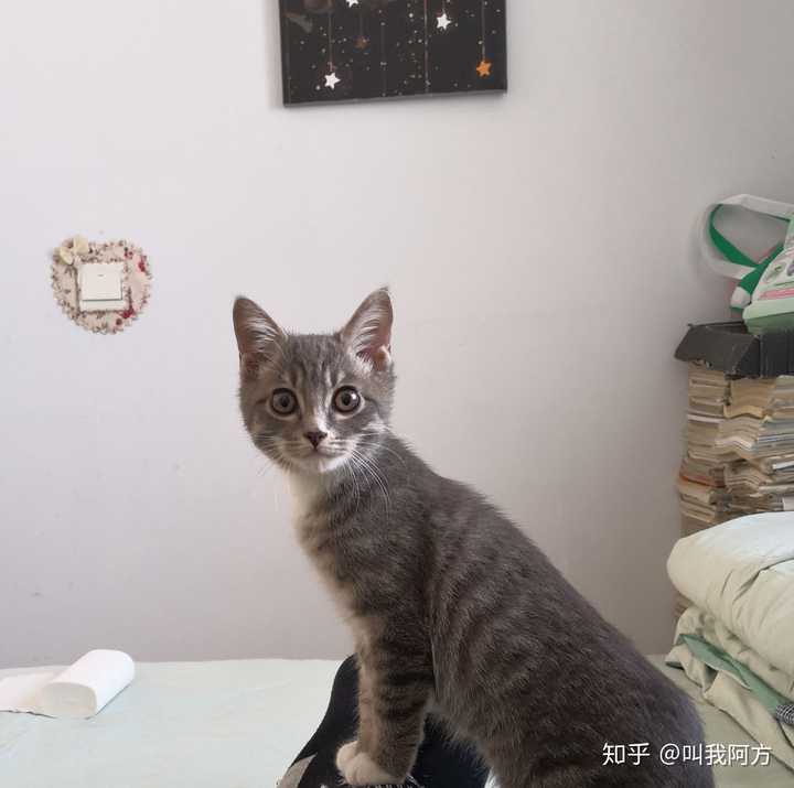 蓝猫和银渐层能配出什么样的小猫?