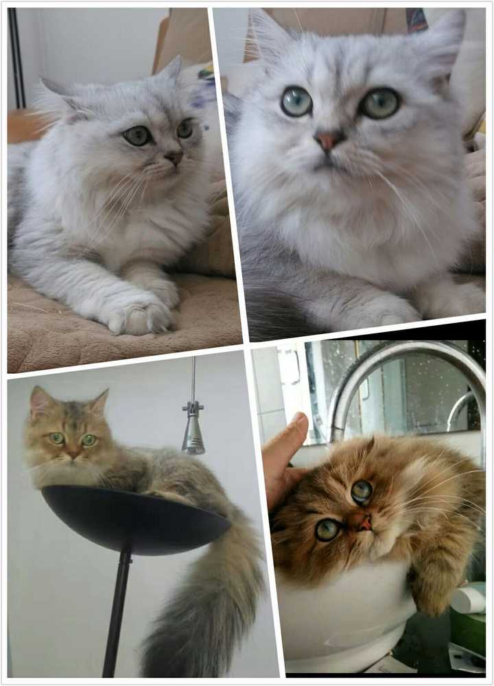 怎么分辨高地立耳猫和金吉拉?