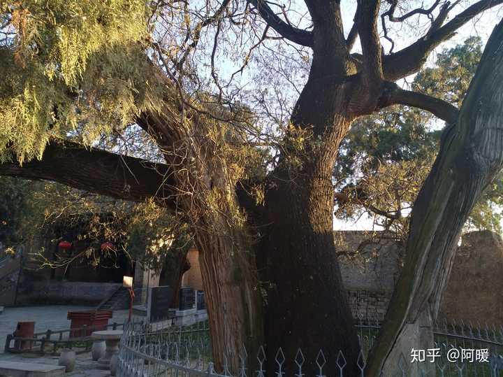 庙内最著名的夫妻树"柏抱槐",无意间长到一起,时间久了,便成了一棵树.