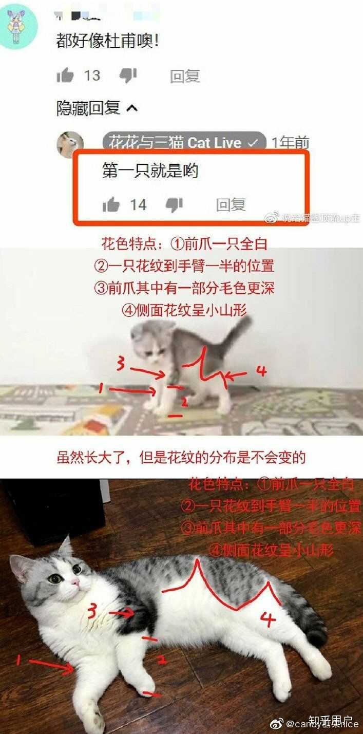 花花与三猫catlive的李白是什么品种啊,好喜欢这种呆比气质哈哈哈?