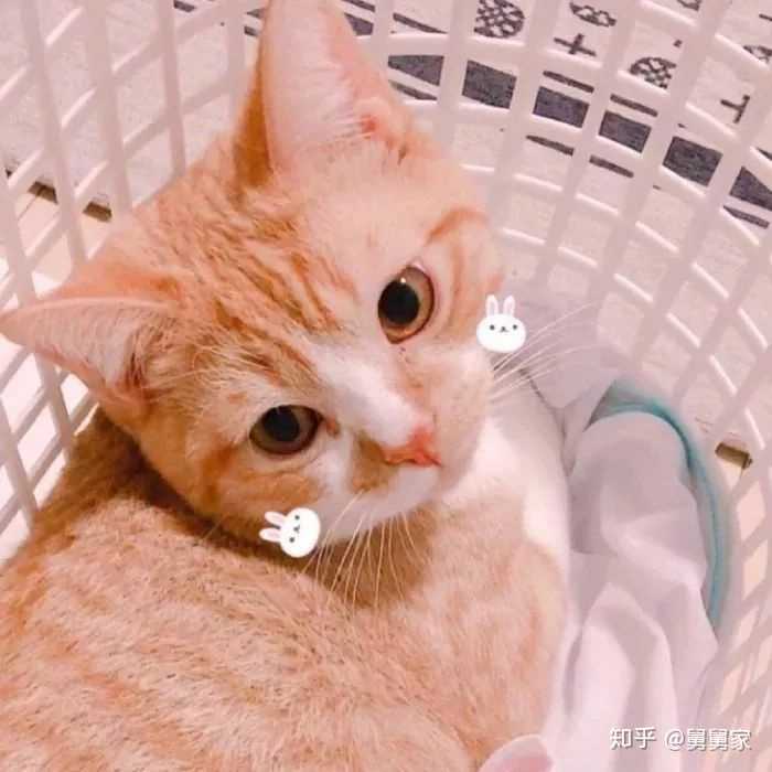 有没有猫猫和猪猪的情侣或者闺蜜头像?