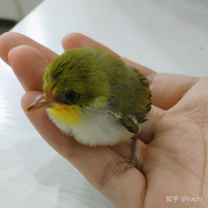 捡到暗绿绣眼鸟幼鸟应该怎么办?