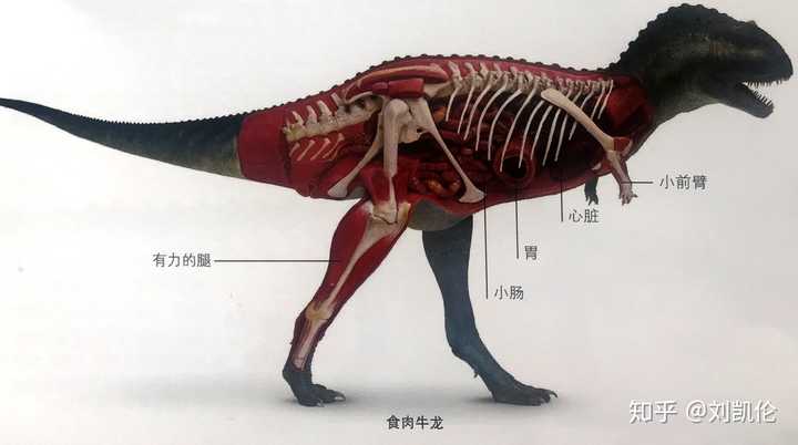 如何根据化石判断恐龙的食性以及是双足行走还是四足或是都行