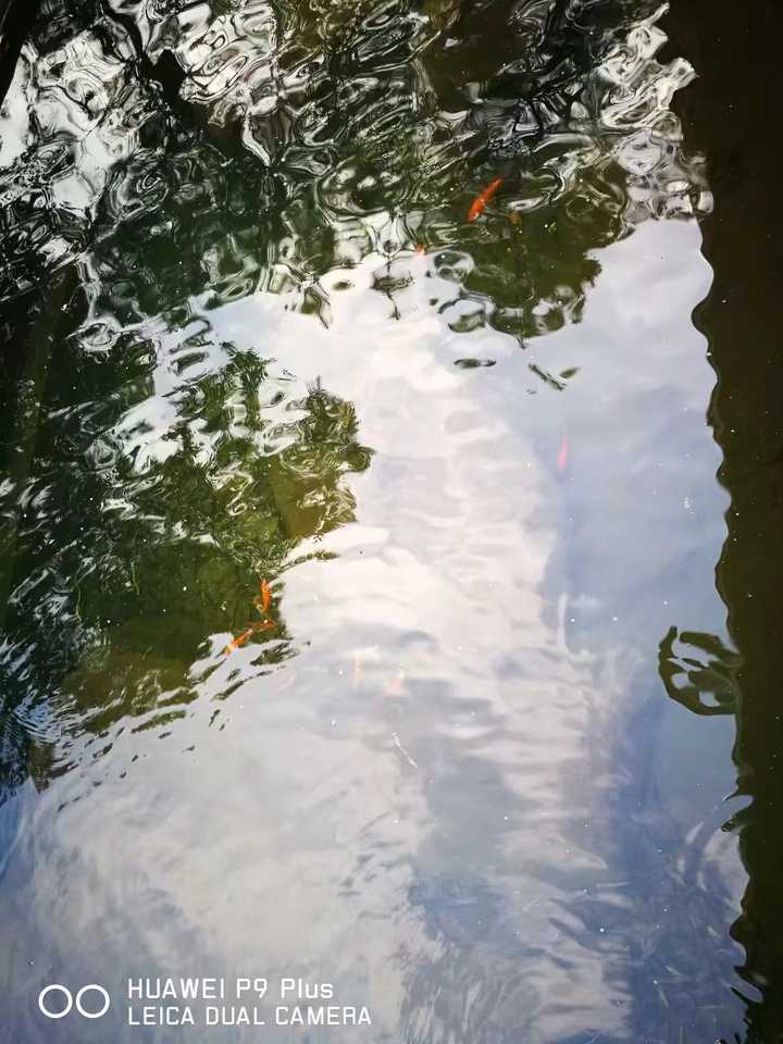 梦回小河沟，清澈大水与大鱼的寓意探索