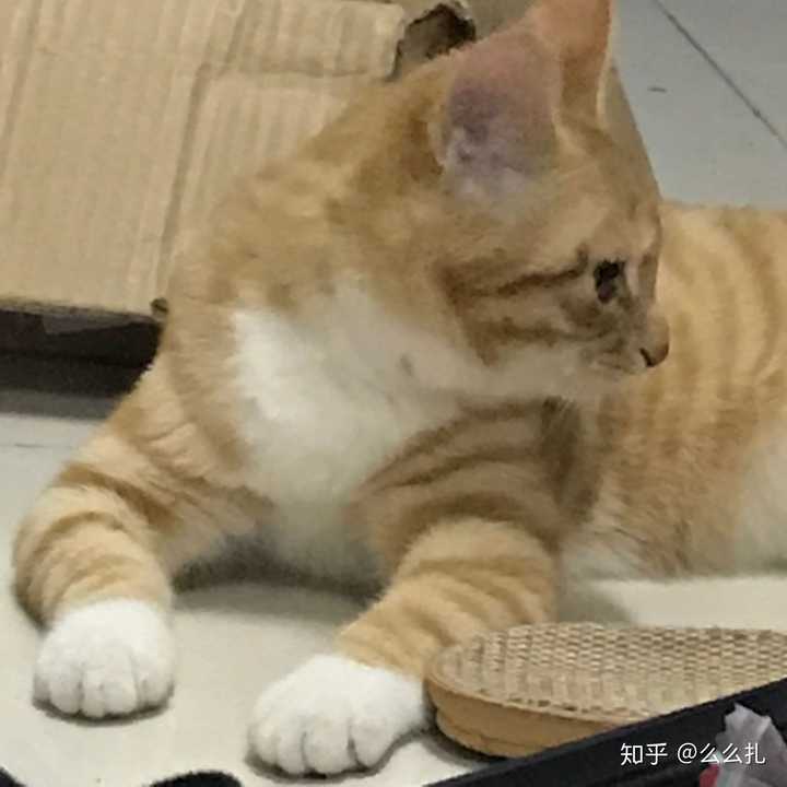 你见过最好看的橘猫长什么样?