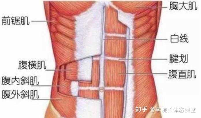 肋骨外翻肌动学分析 腹肌无力包括腹横肌和腹斜肌的无力.