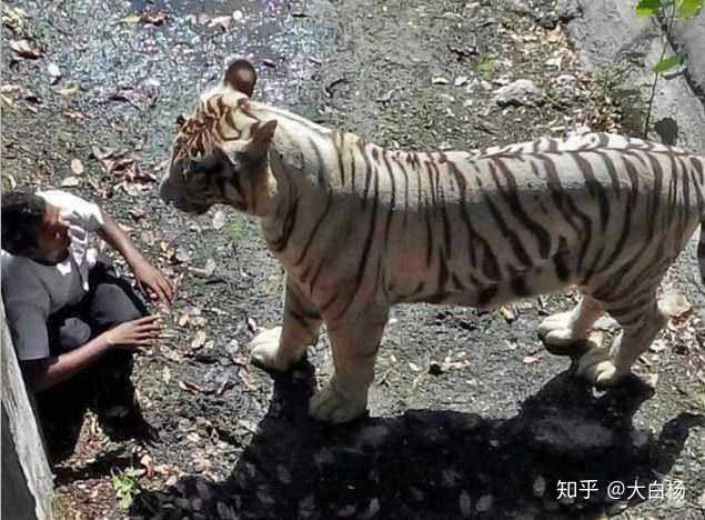 再看看老虎和人的对比