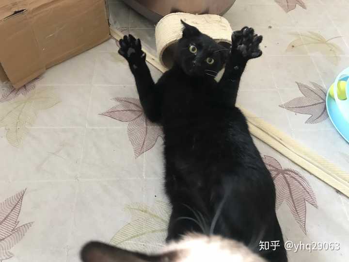 家里养了一只黑猫是一种什么样的体验?