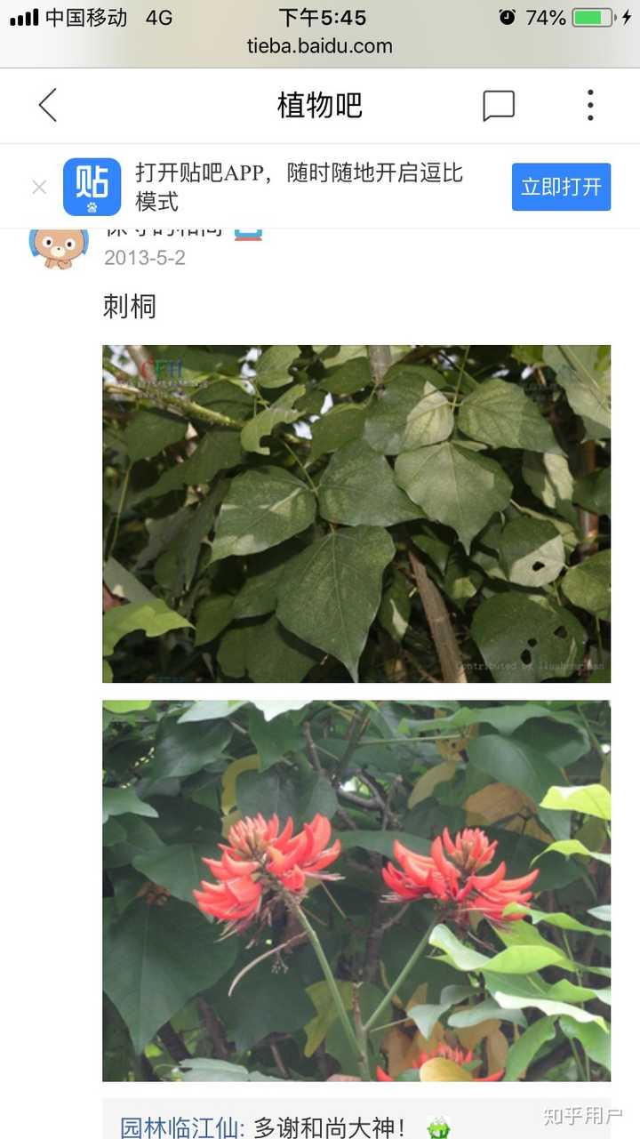 百度的刺桐叶子比这个小点点.