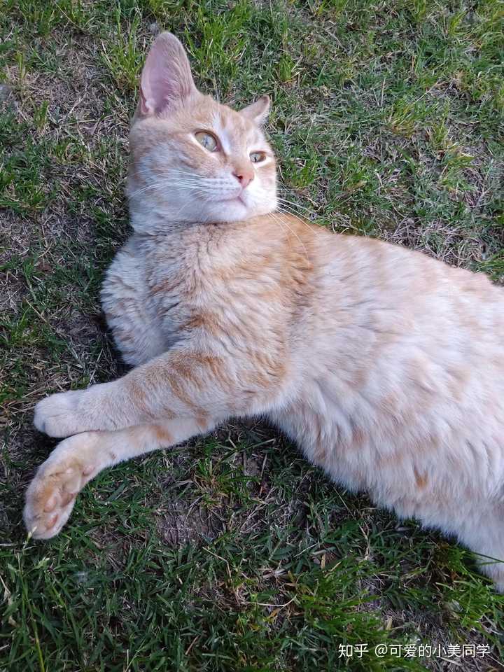 勤仁坡慵懒的橘猫