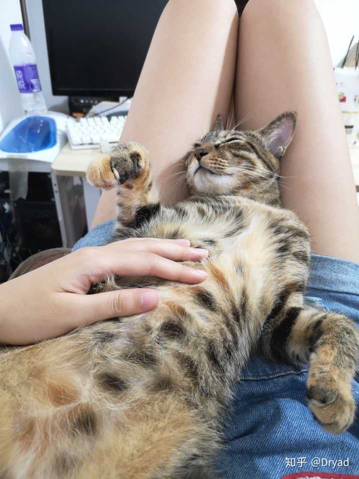 朋友们养的都是品种猫,或者品种猫与土猫的杂交.