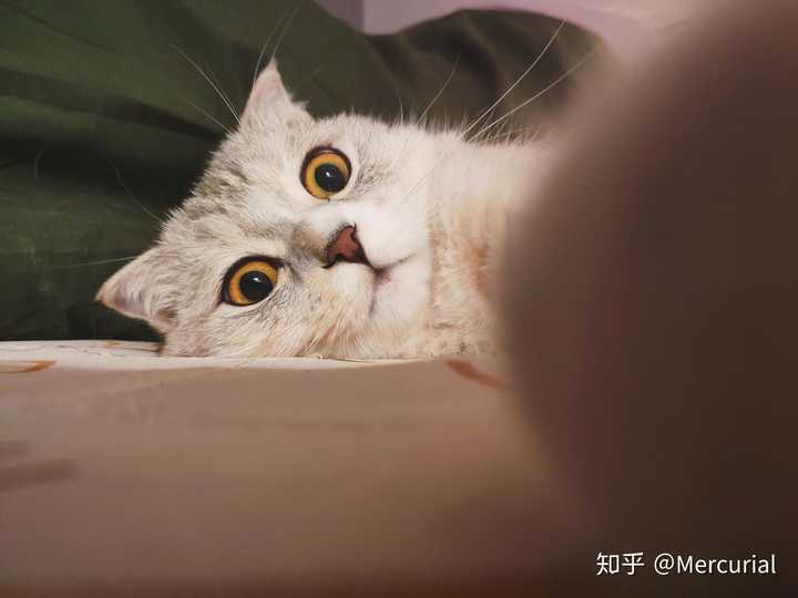 一只猫能可爱到什么程度?