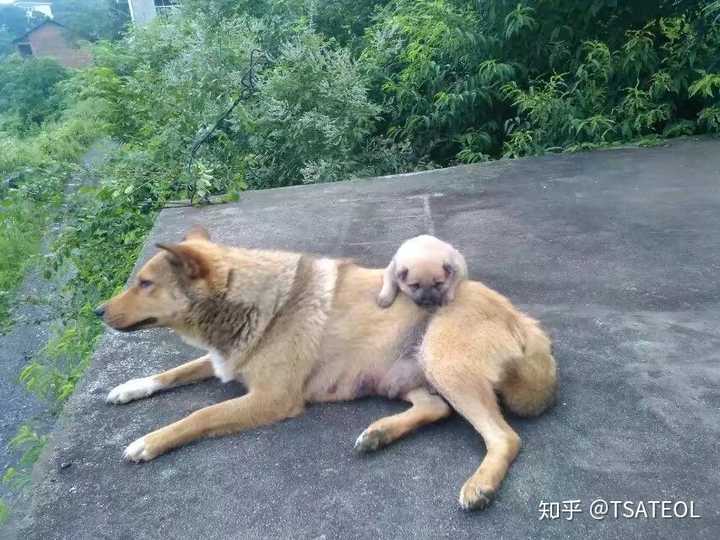 为什么大家不喜欢养土狗,土狗聪明吗?