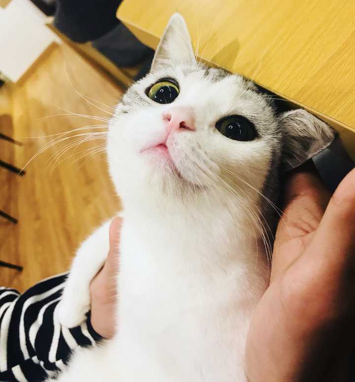 你拍过哪些好看的猫咪照片?