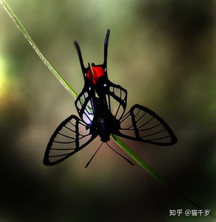 绡凤蚬蛱蝶 chorinea faunus