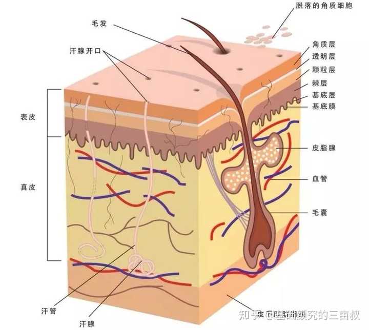 皮肤结构示意图