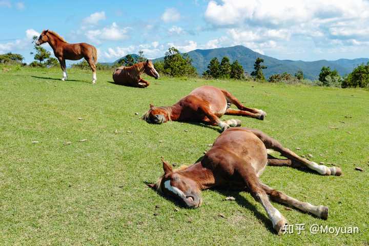 马其实有很多睡觉姿势