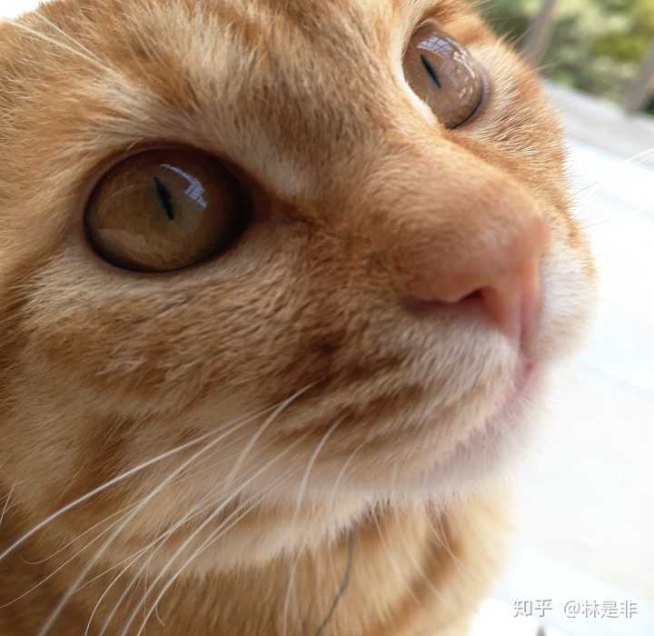 二狗的眼睛太好看啦