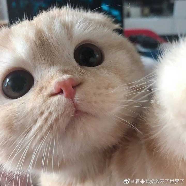 有没有比较可爱又有点搞笑的动物头像?最好是猫?