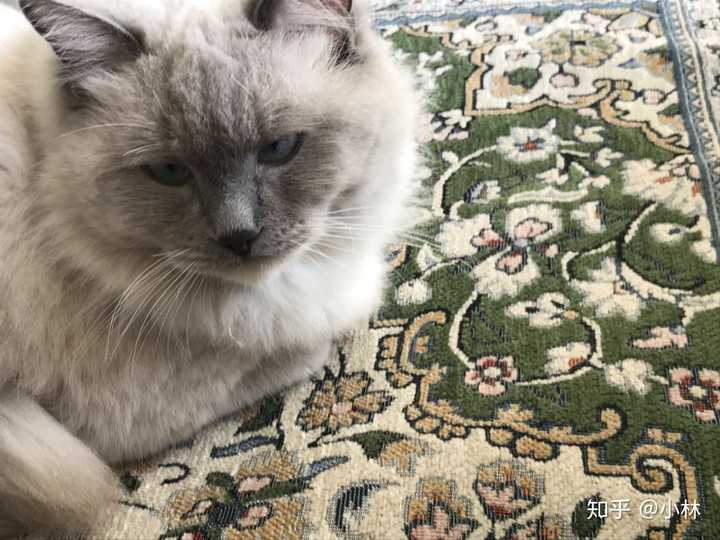 养一只很丑的布偶猫是种什么样的体验