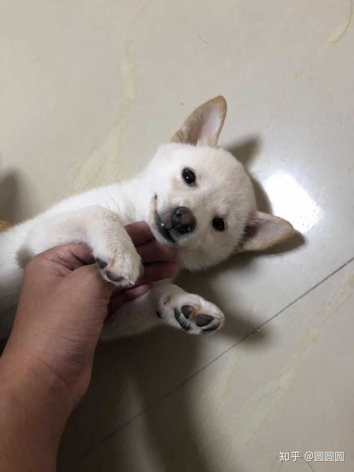 有没有养白色柴犬的大神,能不能分享一下感受和图片?