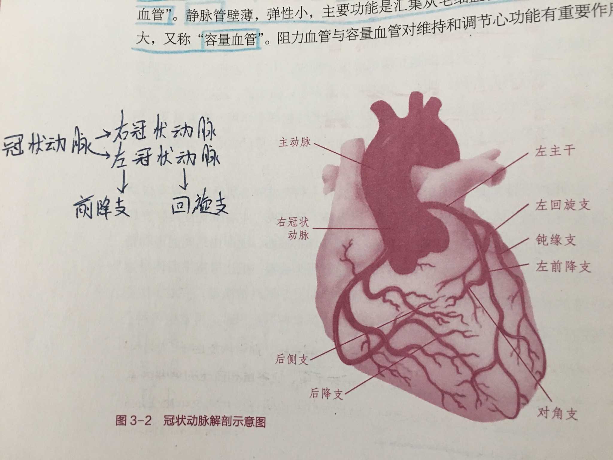 右冠状动脉→右房,右室前壁大部分,右室侧壁和