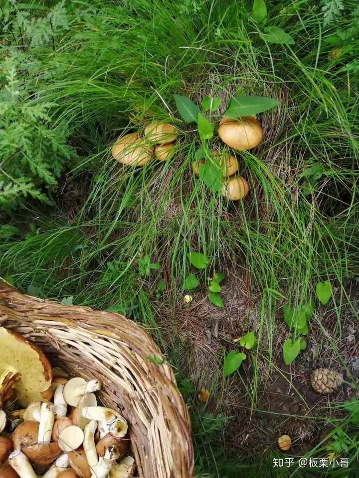 学校看到的蘑菇,有白色和黑色两种的,长在数旁边,能吃