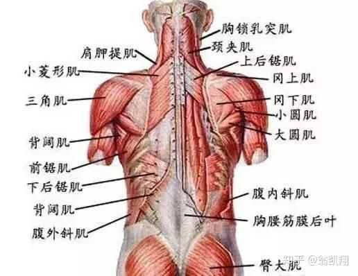 背浅层肌群主要包括斜方肌,背阔肌,肩胛提肌,菱形肌等,背中层肌包括大