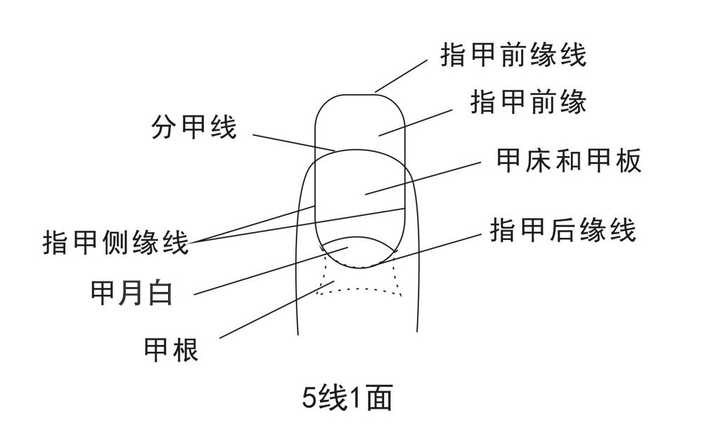 谢yao~ 指甲下面没有指甲,但是有构成指甲的结构与物质,先看一下指甲