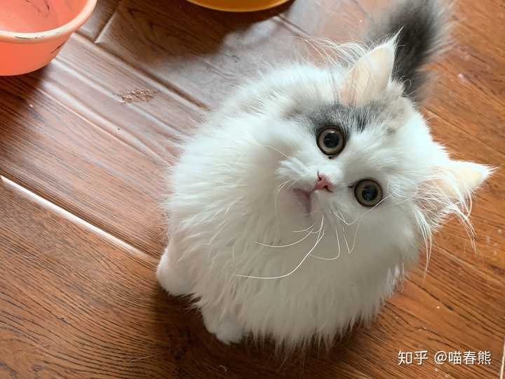 可以分享一张你们家猫咪最好看的照片吗?