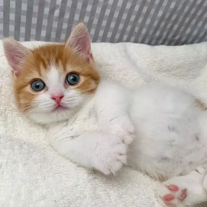 一只猫能可爱到什么程度?